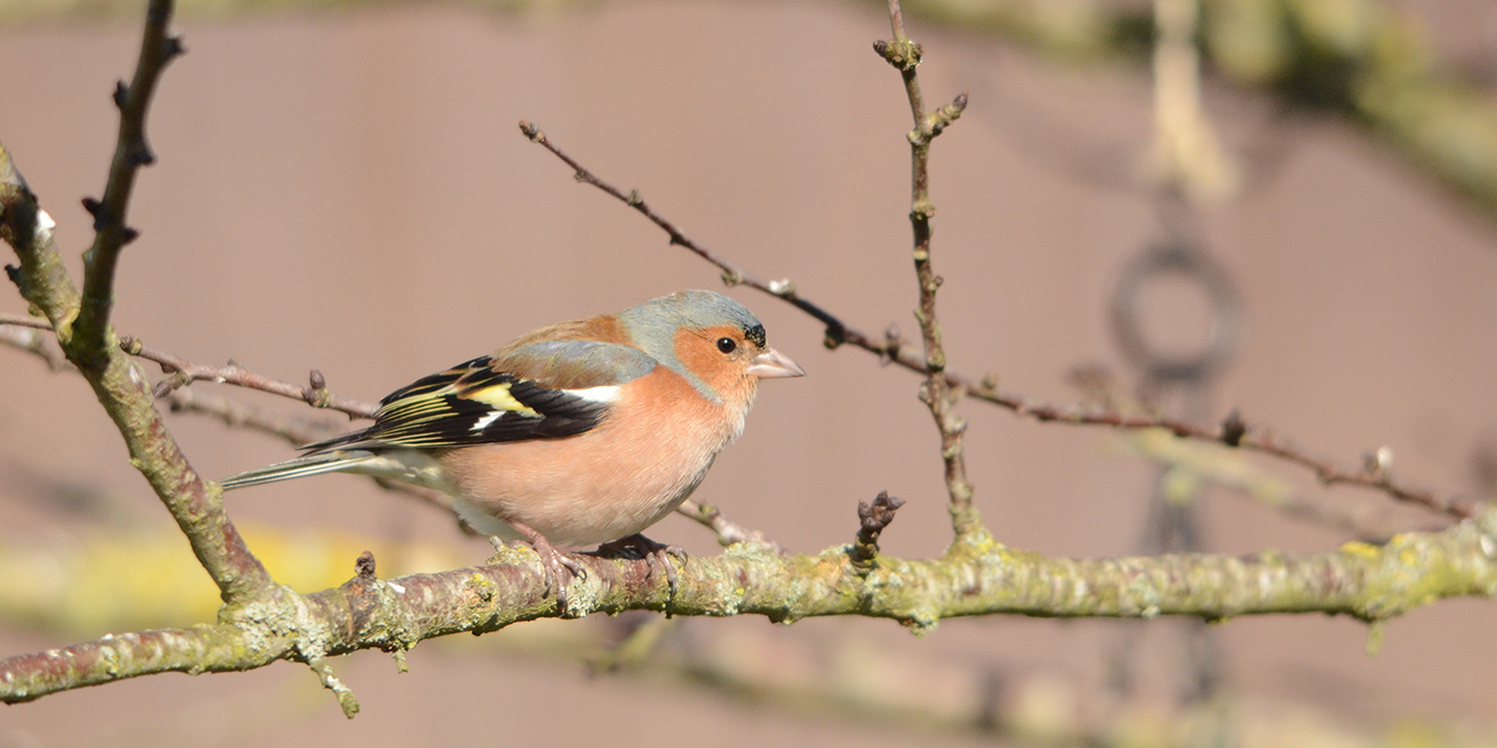 Qui sont ces oiseaux des jardins ?